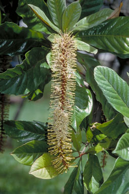 APII jpeg image of Athertonia diversifolia  © contact APII