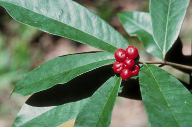 APII jpeg image of Phaleria octandra  © contact APII