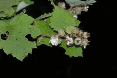 APII jpeg image of Rubus alceifolius  © contact APII