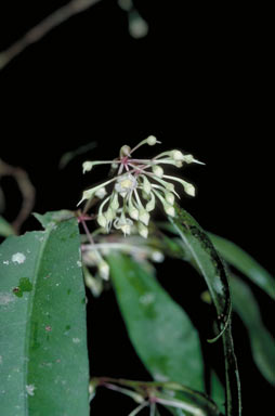 APII jpeg image of Ardisia brevipedata  © contact APII