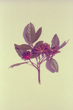 APII jpeg image of Arytera pauciflora  © contact APII