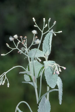 APII jpeg image of Cyanthillium cinereum  © contact APII