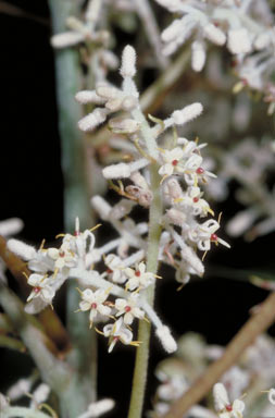 APII jpeg image of Carnarvonia araliifolia var. montana  © contact APII