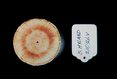 APII jpeg image of Neosepicaea viticoides  © contact APII