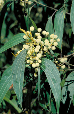 APII jpeg image of Acacia flavescens  © contact APII