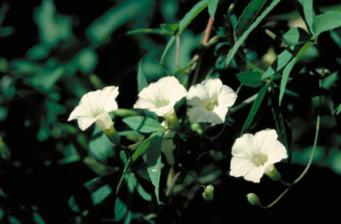APII jpeg image of Merremia quinquefolia  © contact APII
