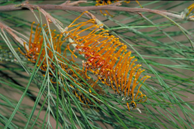 APII jpeg image of Grevillea pteridifolia  © contact APII