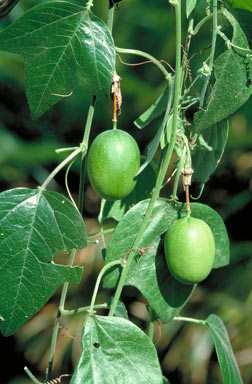 APII jpeg image of Passiflora herbertiana  © contact APII