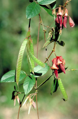 APII jpeg image of Kennedia rubicunda  © contact APII