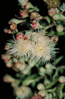 APII jpeg image of Syzygium gustavioides  © contact APII