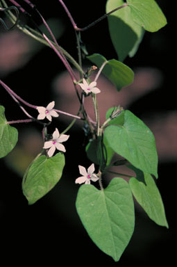 APII jpeg image of Ipomoea plebeia  © contact APII