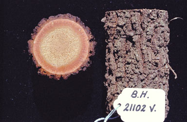APII jpeg image of Ichnocarpus rhombifolius  © contact APII