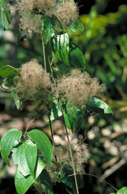 APII jpeg image of Clematis pickeringii  © contact APII