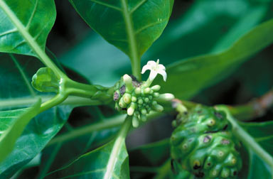 APII jpeg image of Morinda citrifolia  © contact APII