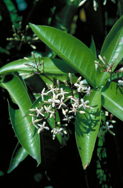 APII jpeg image of Ixora timorensis  © contact APII
