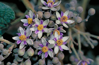 APII jpeg image of Trichospermum pleiostigma  © contact APII