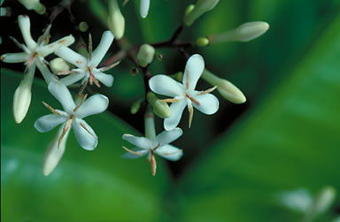 APII jpeg image of Ixora timorensis  © contact APII