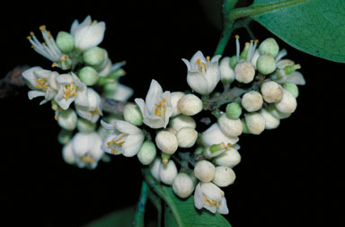 APII jpeg image of Glycosmis trifoliata  © contact APII