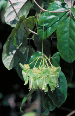 APII jpeg image of Mucuna gigantea  © contact APII