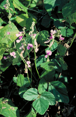 APII jpeg image of Pueraria phaseoloides  © contact APII