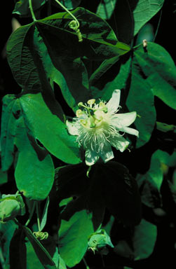 APII jpeg image of Passiflora subpeltata  © contact APII