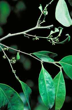 APII jpeg image of Brassiantha hedraiantheroides  © contact APII