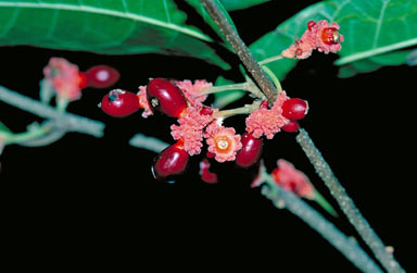 APII jpeg image of Trophis scandens subsp. scandens  © contact APII