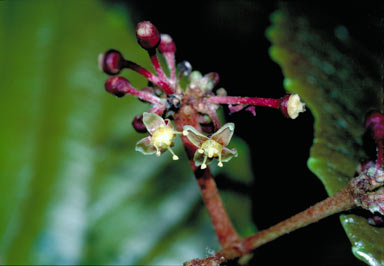 APII jpeg image of Cissus pentaclada  © contact APII