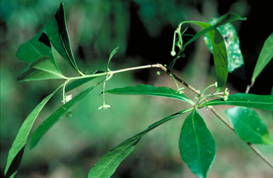 APII jpeg image of Actephila longipedicellata  © contact APII