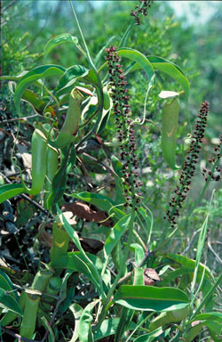 APII jpeg image of Nepenthes mirabilis  © contact APII