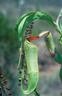 APII jpeg image of Nepenthes mirabilis  © contact APII