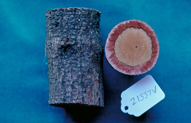 APII jpeg image of Ichnocarpus frutescens  © contact APII