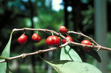 APII jpeg image of Cyclophyllum rostellatum  © contact APII