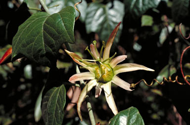 APII jpeg image of Passiflora herbertiana  © contact APII