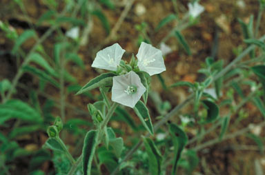 APII jpeg image of Jacquemontia paniculata  © contact APII