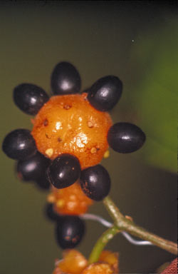 APII jpeg image of Levieria acuminata  © contact APII