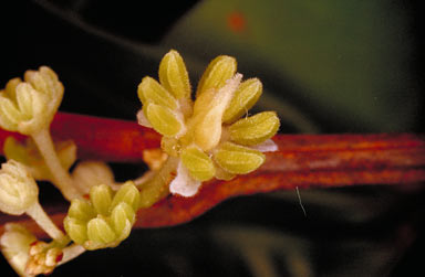 APII jpeg image of Arytera pauciflora  © contact APII