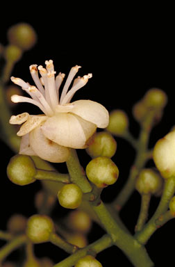 APII jpeg image of Parapachygone longifolia  © contact APII