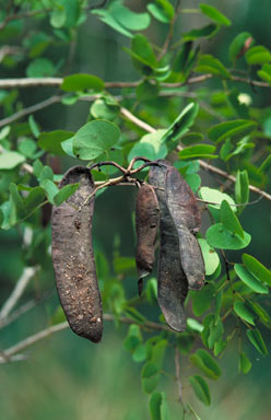 APII jpeg image of Bauhinia binata  © contact APII