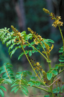 APII jpeg image of Caesalpinia bonduc  © contact APII