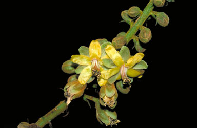 APII jpeg image of Caesalpinia robusta  © contact APII