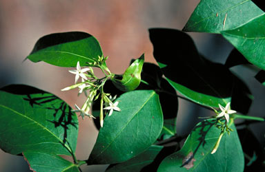 APII jpeg image of Carissa laxiflora  © contact APII