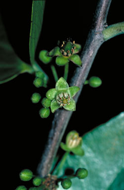 APII jpeg image of Casearia grewiifolia var. gelonioides  © contact APII