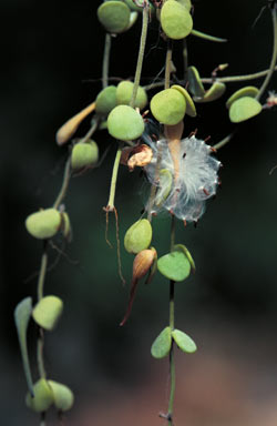 APII jpeg image of Dischidia nummularia  © contact APII