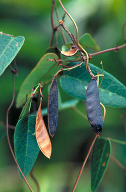 APII jpeg image of Hardenbergia violacea  © contact APII