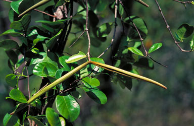 APII jpeg image of Ichnocarpus rhombifolius  © contact APII