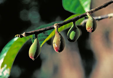 APII jpeg image of Antiaris toxicaria subsp. macrophylla  © contact APII