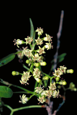 APII jpeg image of Ehretia membranifolia  © contact APII