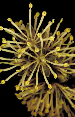 APII jpeg image of Entada phaseoloides  © contact APII