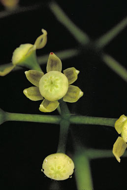 APII jpeg image of Schefflera elliptica  © contact APII